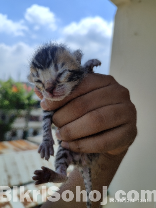 Bengal cat kitten biking nuya Houcca